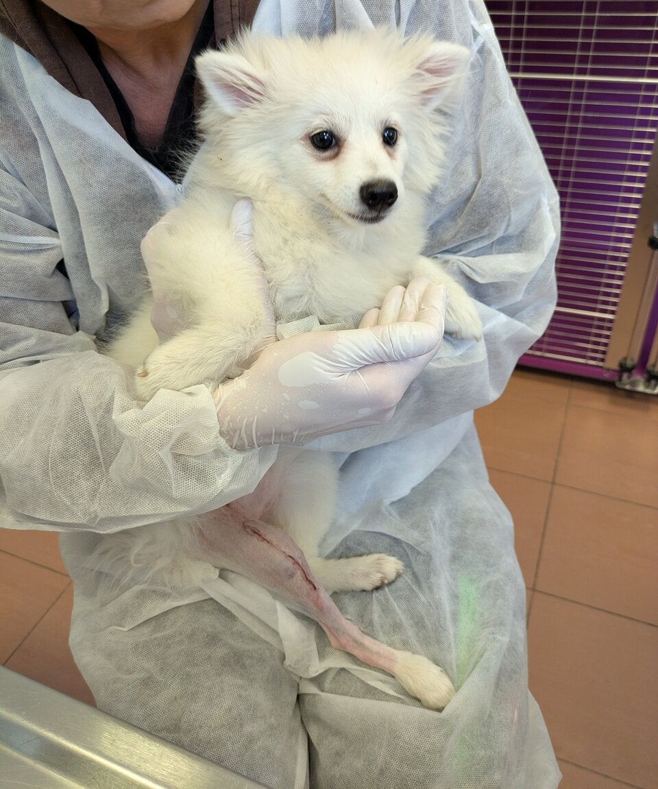 Atsu hatte einen Bruch des Unterschenkels, verursacht durch eine massive Gewalteinwirkung.