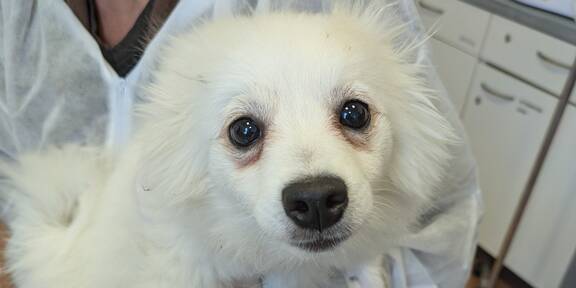 Schwer verletzter Welpe 