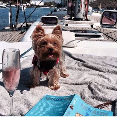 Rich Dogs of Instagram