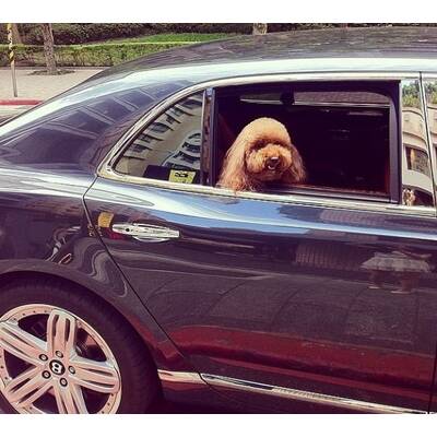 Rich Dogs of Instagram