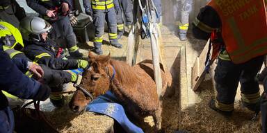 Pferd nach Sturz: Erst gerettet, dann verendet