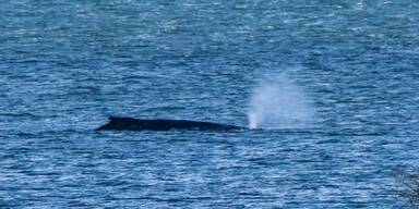 Lage kritisch! Wieder gro&szlig;e Sorge um Wal "Timmy"
