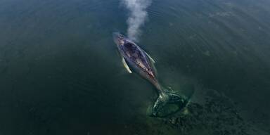 Regungslos! Ist Wal "Timmy" schon gestorben?