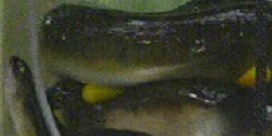 Dschungel-Prüfung: Nur ein Stern für Nico