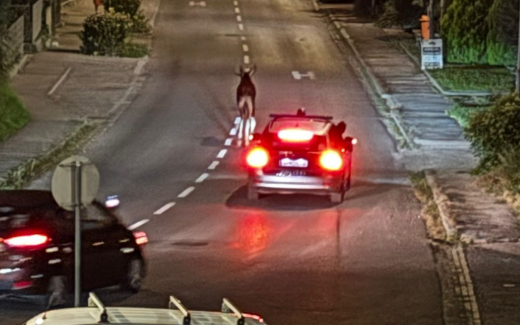 Achtung! HIER wandert Kult-Elch Emil gerade umher