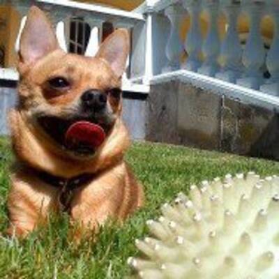 Hundewahl - Lennox, 14 Moante