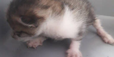 Feuerwehr rettet Katzen-Baby aus Motorraum eines Autos