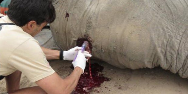 Tapferer Elefant überlebt Kopfschuss