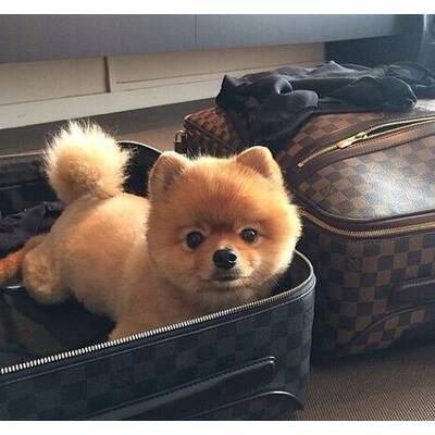 Rich Dogs of Instagram