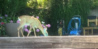 Durstiges Reh taucht in Klosterneuburg am Pool auf