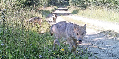 7 L&auml;mmer gerissen: Es waren W&ouml;lfe!