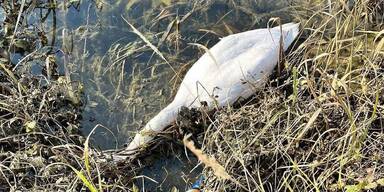 Jetzt droht Vogelgrippe von Deutschland &uuml;berzugreifen