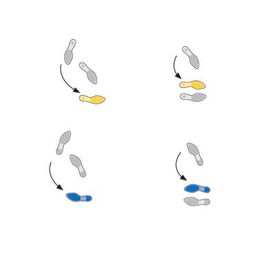 Tanzschritte: Quickstepp