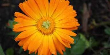 Ringelblume Heilpflanze des Jahres