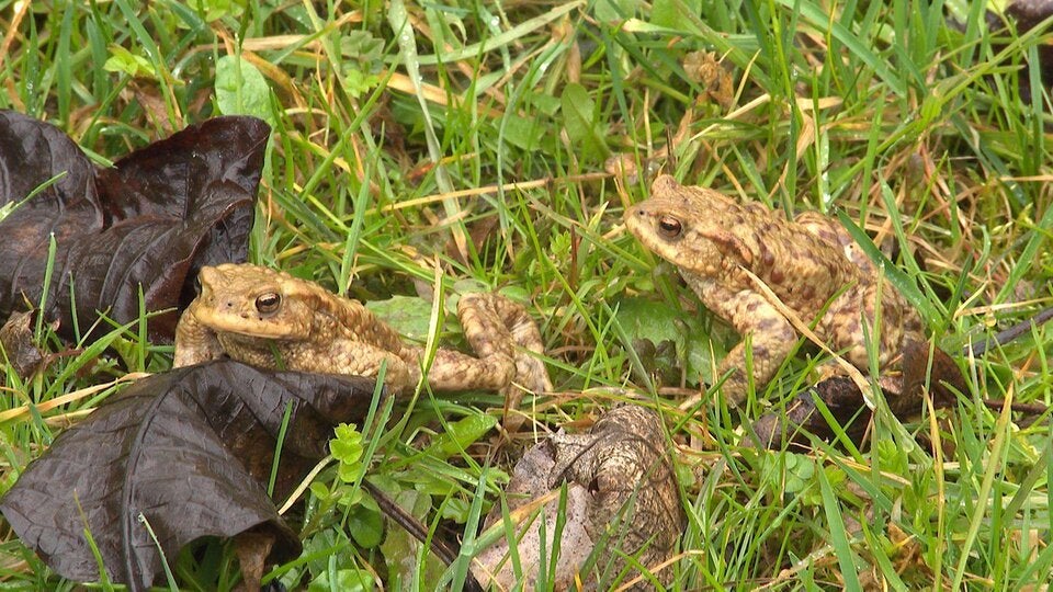Krötenwanderung: Jeder kann helfen!