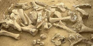 Sensationeller Mammutfund in Langmannersdorf