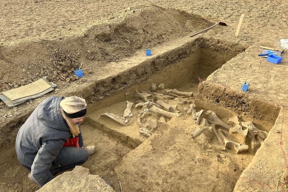 Sensationeller Mammutfund in Langmannersdorf