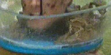 Dschungel-Prüfung: Nur ein Stern für Nico