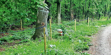 13-J&auml;hrige tot aufgefunden: Todesursache gekl&auml;rt