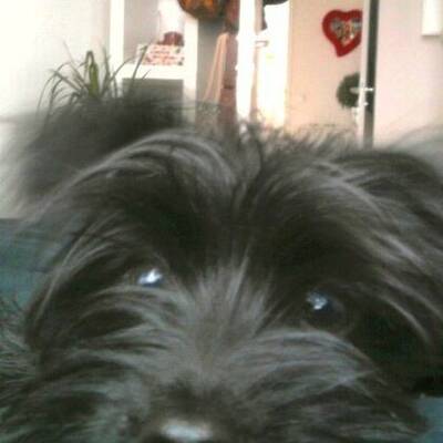 Hundewahl - Lennox, 14 Moante