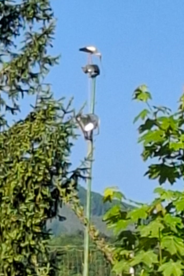 Weißstorch bringt Flutlicht in Altenmarkt zum Erlöschen