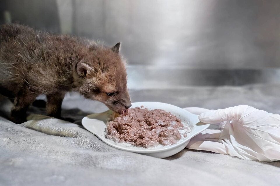 Verlassene Fuchsbabys im Wienerwald entdeckt