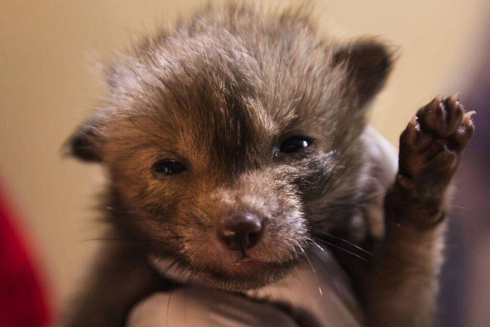 Verlassene Fuchsbabys im Wienerwald entdeckt