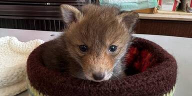 Verlassene Fuchsbabys im Wienerwald entdeckt