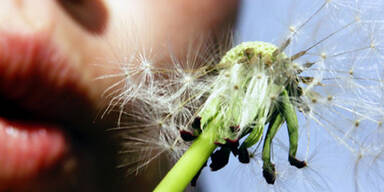 Online-Tagebuch hilft Allergikern