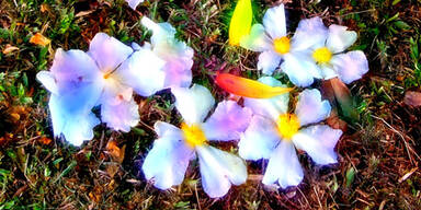 Erwecke die Naturg&ouml;ttin