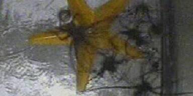 Dschungel-Prüfung: Nur ein Stern für Nico