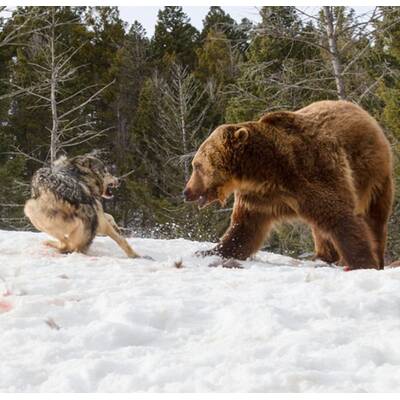Drei Wölfe gegen einen Grizzly
