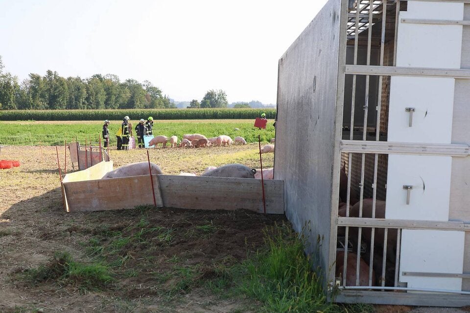Schweine auf der Fahrbahn