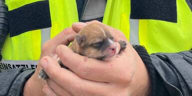 S&uuml;&szlig;er Welpe aus Heizungsrohr gerettet