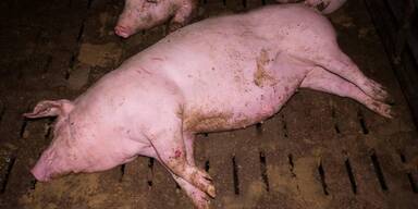 Gequ&auml;lte Schweine: Betrieb verliert AMA-G&uuml;tesiegel