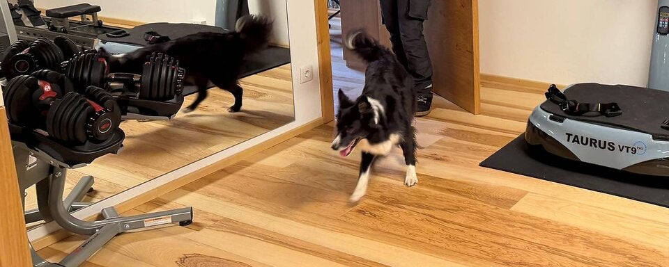 Spürhund im Einsatz gegen Schimmelsporen