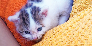 Tierhasser entsorgte kleines Katzenbaby in M&uuml;lltonne