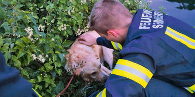 Semmering Schneekanonenteich Hund