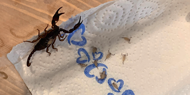 Kroatien-Urlauberin fand im Koffer Skorpion-Familie