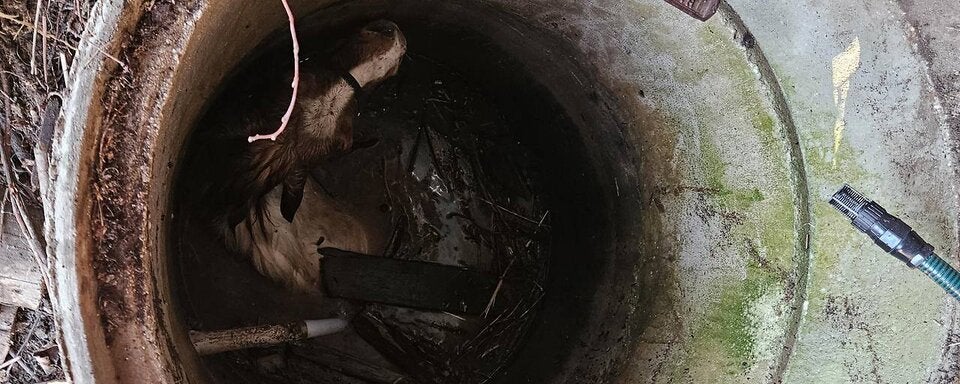 Pony aus Brunnen gerettet: unversehrt!