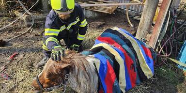 Pony aus Brunnen gerettet: unversehrt!