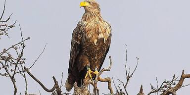 &Auml;ltester Seeadler im Burgenland