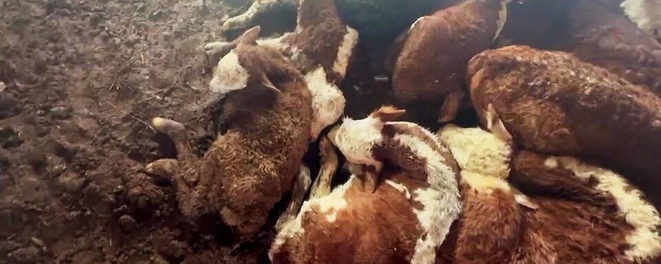 Rinder in Türkei verendet: Harte Vorwürfe gegen Waldviertler Unternehmen