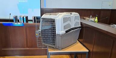 "Hundebox-Drama": Sozialarbeiter hätten einschreiten müssen