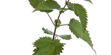 Jünger, schöner & gesünder mit Kräutern