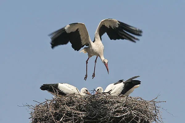 Storch Störche