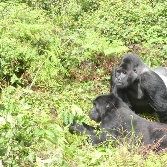 Rückblick: Gorillas kehren zurück in die Freiheit