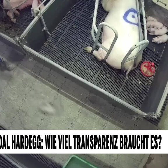 Unsere Tiere: Das großeTierschutzmagazin