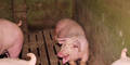 VGT zeigt 1025 Schweine-Betriebe an