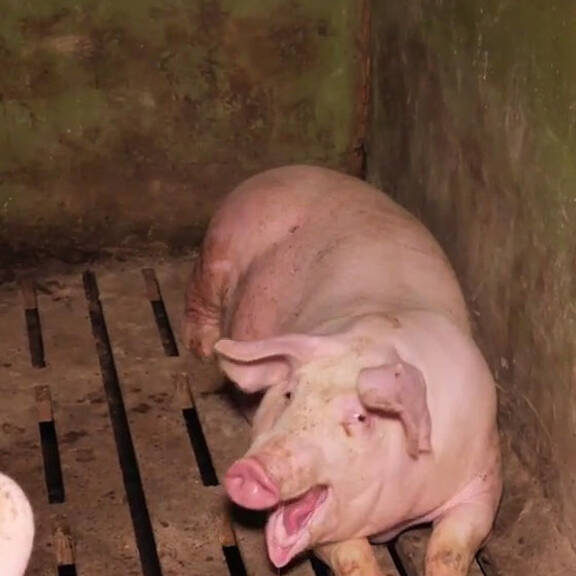 VGT zeigt 1025 Schweine-Betriebe an